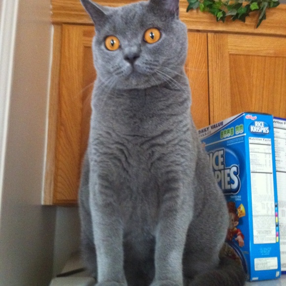 Meet your Posher, Nancy - Picture 2 of 11